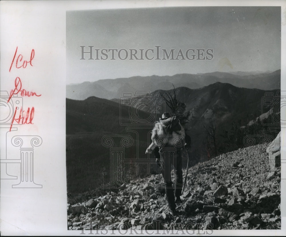 1956 Press Photo Milwaukee Museum Expedition hunter hauls a goat into a valley-Historic Images