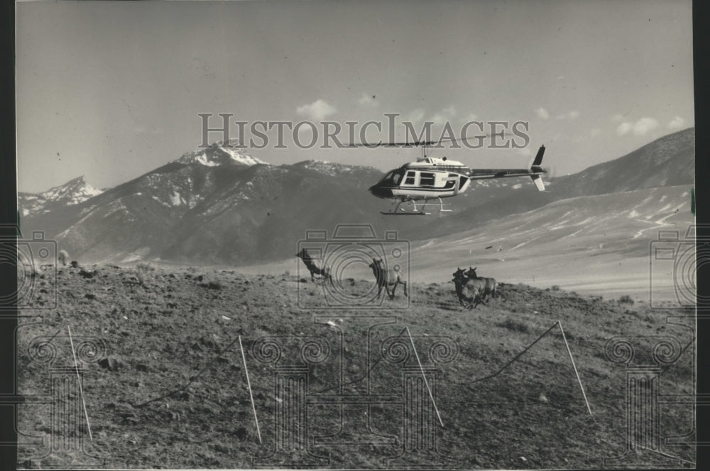 1988 Helicopter Moving Elk Herd in Montana During 1984 Study-Historic Images