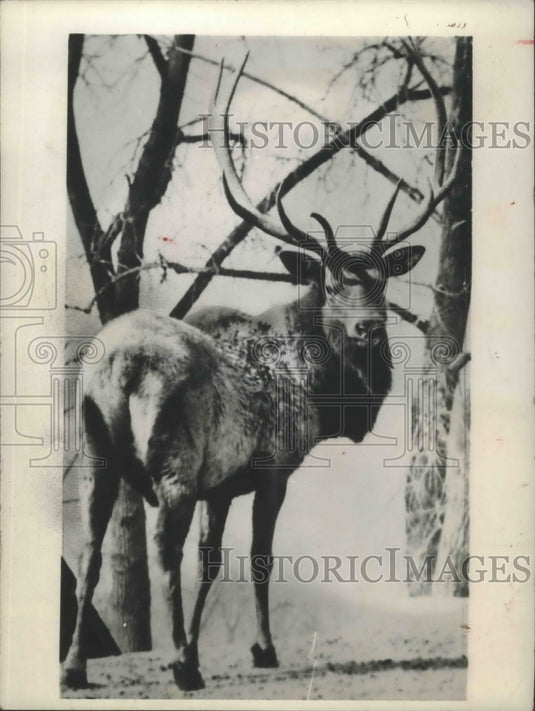 1944 Press Photo Denver, Colorado, Colonel, a Bull Elk from City Park Zoo. - Historic Images
