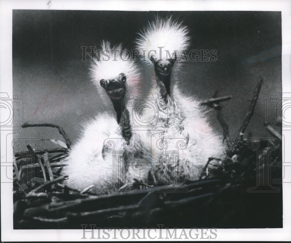 1959 Press Photo Two Baby Egrets in Their Nest - mjb00302-Historic Images