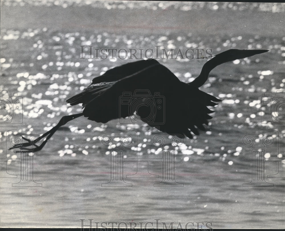 1966 Press Photo Egret Flying Over Ocean Water Near Saint Petersburg, Florida - Historic Images