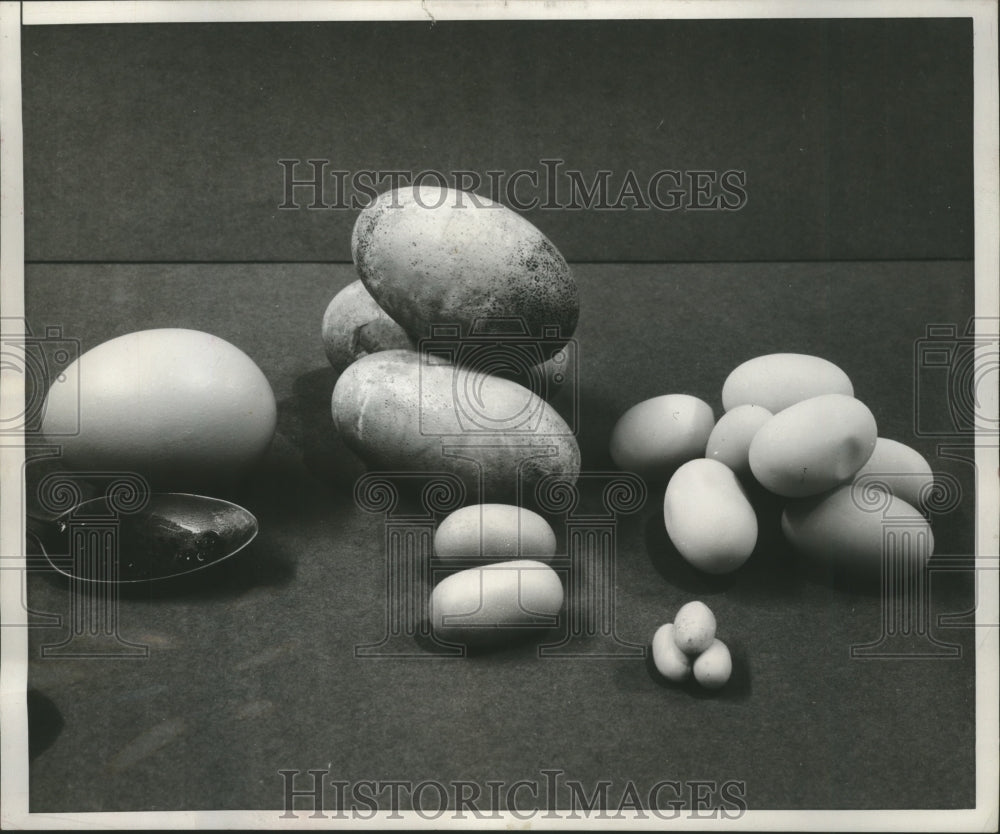 1952 Press Photo Variety of Eggs sold by Chicago mail order firm. - Historic Images