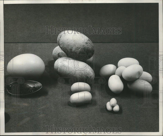 1952 Press Photo Variety of Eggs sold by Chicago mail order firm. - Historic Images