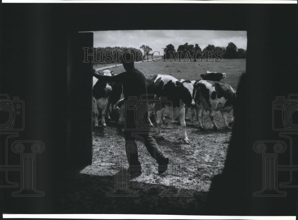 1994 Press Photo John Kruit, up by 5 a.m. to tend to the dairy herd on his farm. - Historic Images