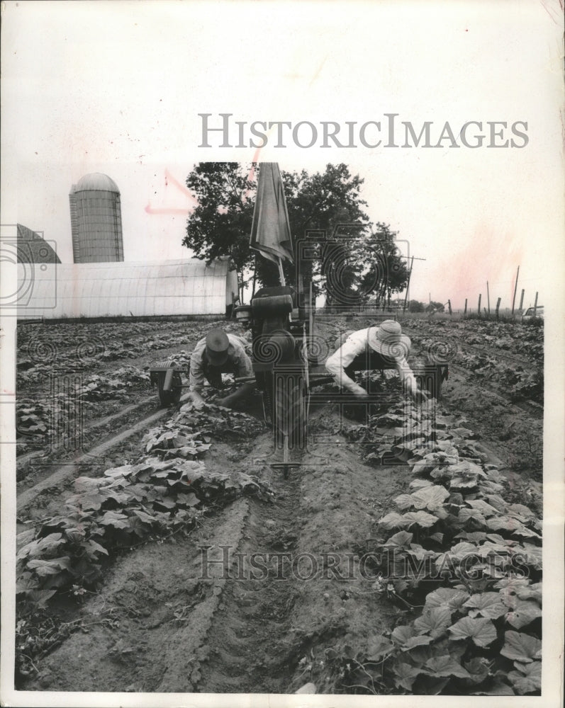 1966 Press Photo Wisconsin Farmer Alfonse Ostrowske Invents a Cucumber Picker - Historic Images