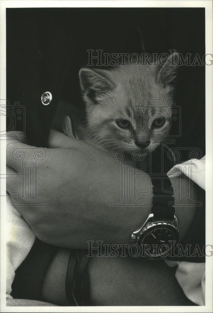 1990 Press Photo Longmire, a farm cat being cuddled in a girl&#39;s jacket. - Historic Images