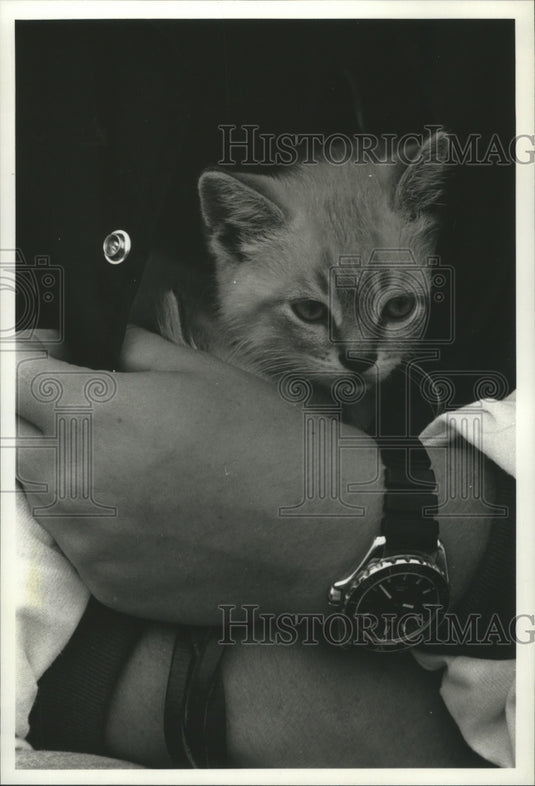 1990 Press Photo Longmire, a farm cat being cuddled in a girl's jacket. - Historic Images
