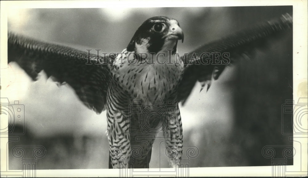 1983 Press Photo Peregrine falcon spreads its wings as it prepares for flight - Historic Images