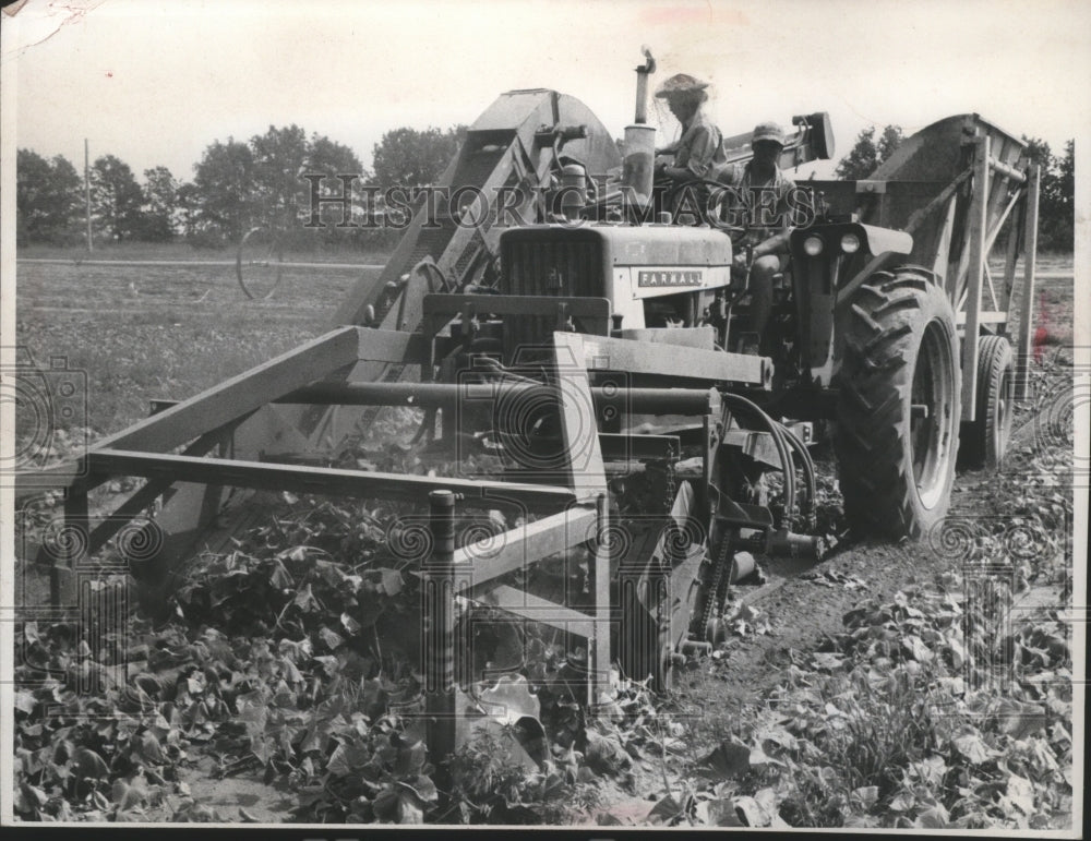 1967 Press Photo A pickle picking machine in action on a farm near Wautoma-Historic Images