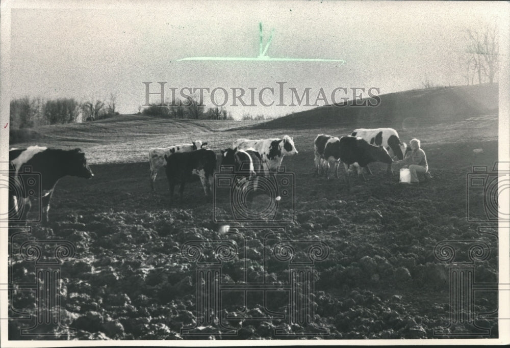 1986 Press Photo Bonnie Corcoran on her Ettrick farm checks on her herd - Historic Images