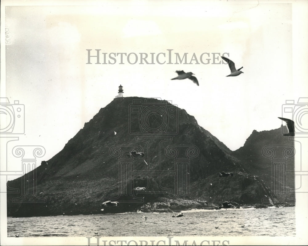1937 Press Photo Inhabitants of Farallone Islands off San Francisco Shore-Historic Images