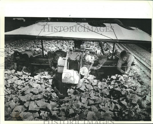 1981 Using creeper to harvest - Ben Klismith farm, Stevens Point-Historic Images