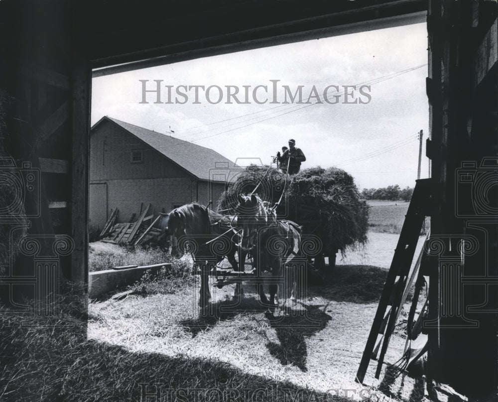 1974 Press Photo Bayley With the Reins as the Loaded Wagon Approaches the Barn - Historic Images