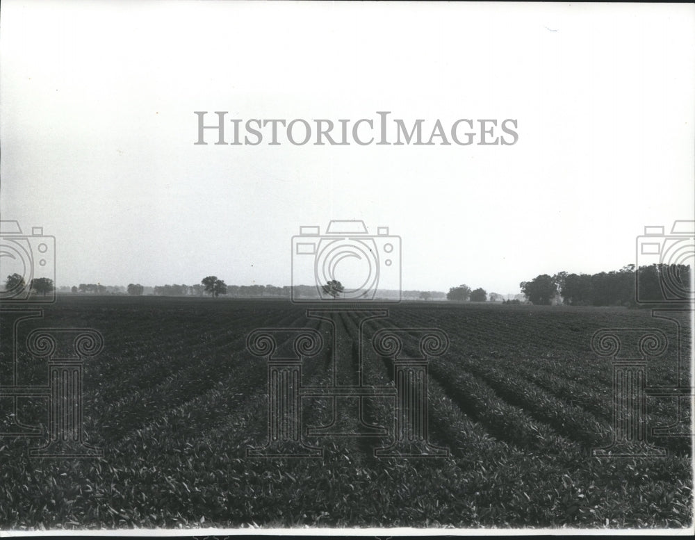 1973 Press Photo A soybean field in southern Wisconsin - mjb04934 - Historic Images