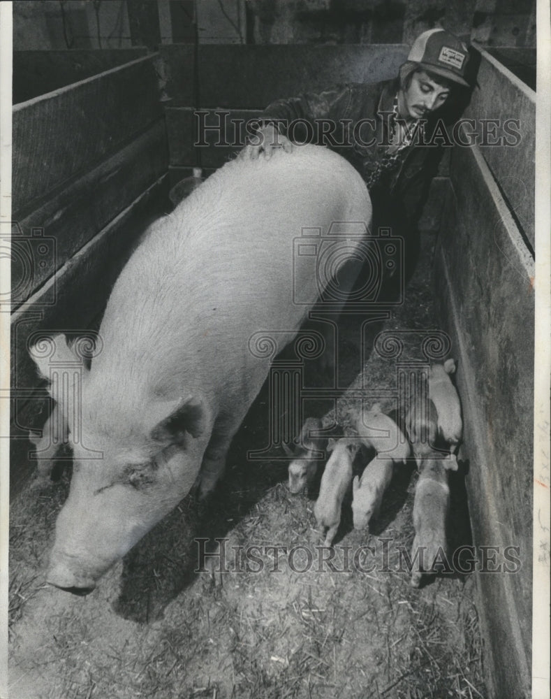 1978 Press Photo Wayne Gardner helps with pigs on his father&#39;s farm - mjb05172 - Historic Images