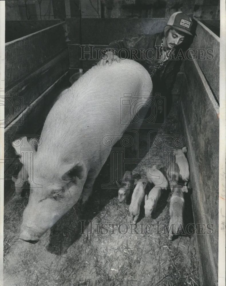 1978 Press Photo Wayne Gardner helps with pigs on his father's farm - mjb05172 - Historic Images