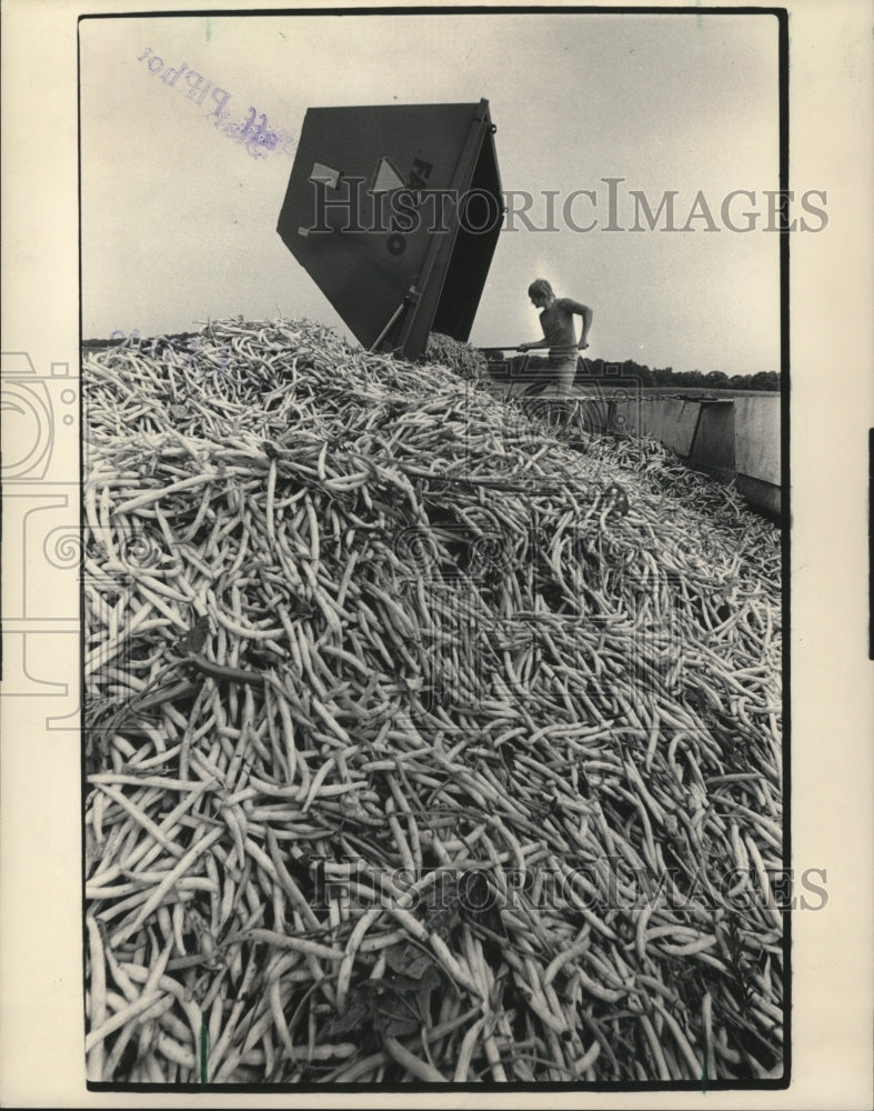1983 Press Photo Scott Rataczak of Cambria unloaded beans form a cart into semi - Historic Images