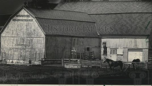 1985 Press Photo Two Horses on a Farm in Rural Valders, Manitowoc County - Historic Images