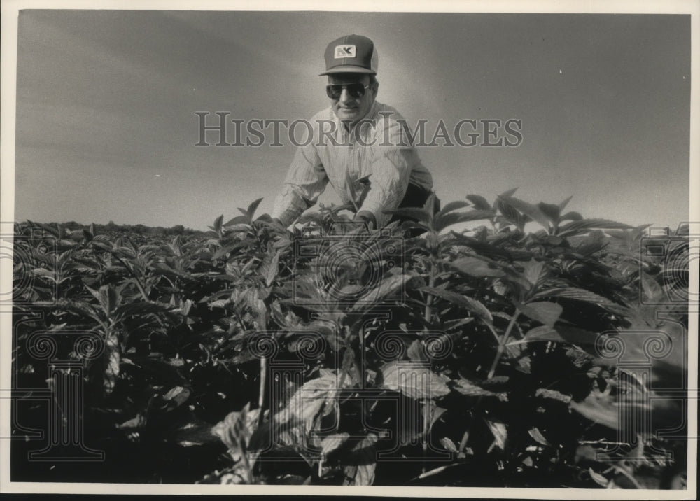 1992 Press Photo Wisconsin farmer Dennis J. Zeloski checks spearmint crop - Historic Images