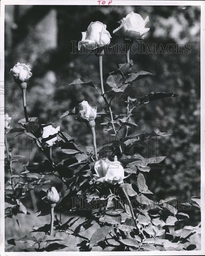1958 Press Photo Long Stemmed Hybrid Tea Roses - mjb05964-Historic Images