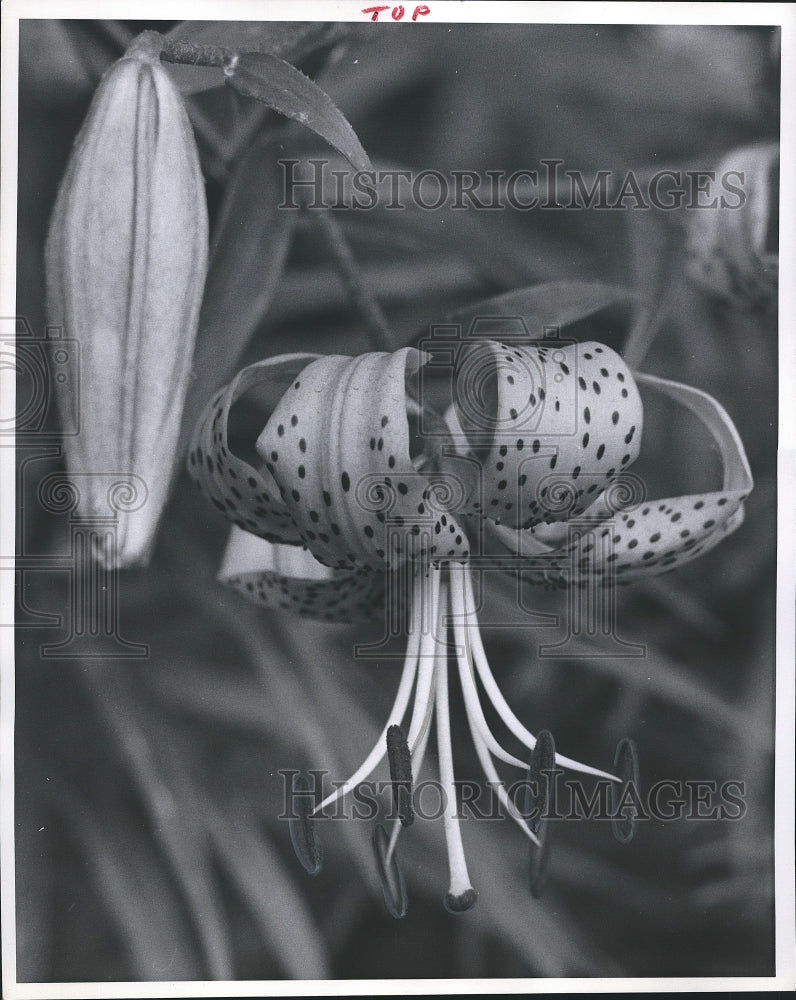 1960 Press Photo Dusty pink Jasper lily, one variety of Patterson hybrids group. - Historic Images