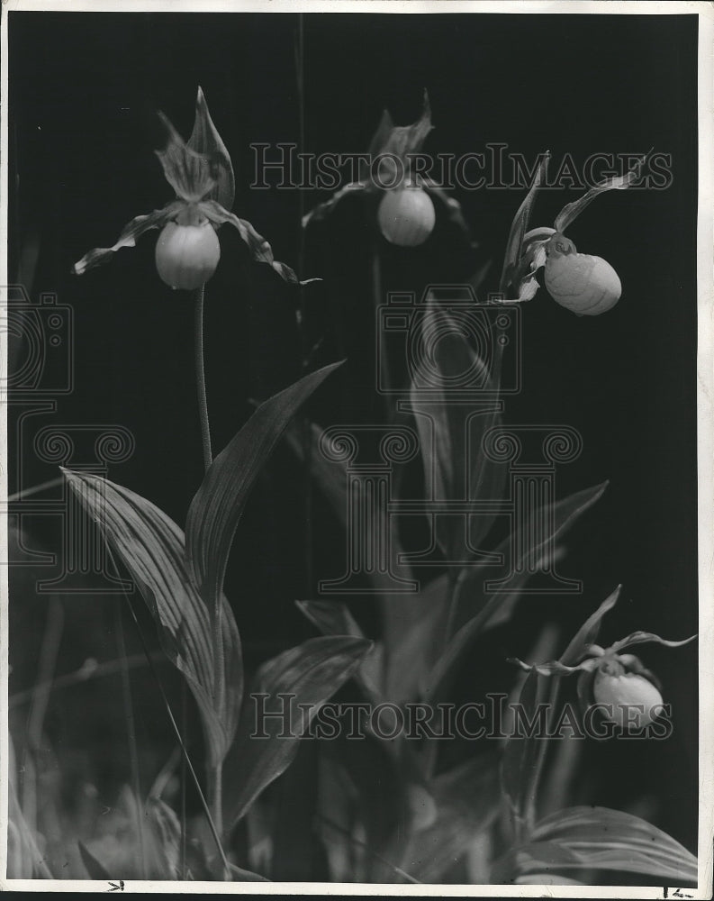 Press Photo &quot;Wild Lady Slippers&quot; wins award for Gordon Radtke, Door County. - Historic Images