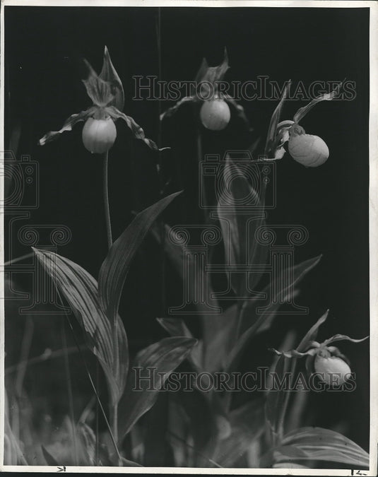 Press Photo "Wild Lady Slippers" wins award for Gordon Radtke, Door County. - Historic Images