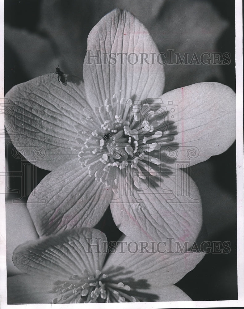 Press Photo Marsh Lily in Waubedonia park in Ozaukee County - mjb06001 - Historic Images