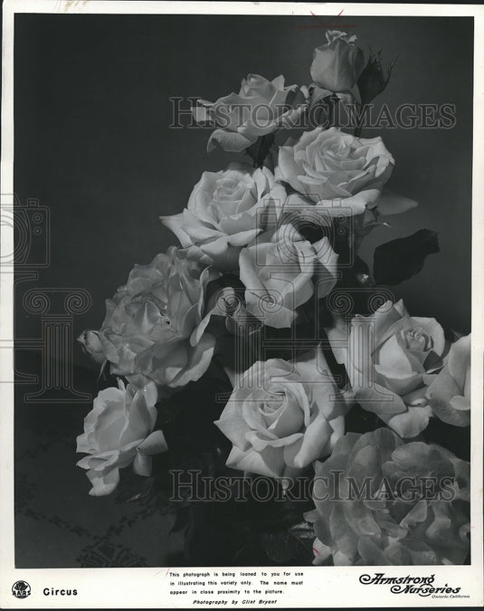 1955 Press Photo "Circus" is the All-American rose selection for 1956 - Historic Images