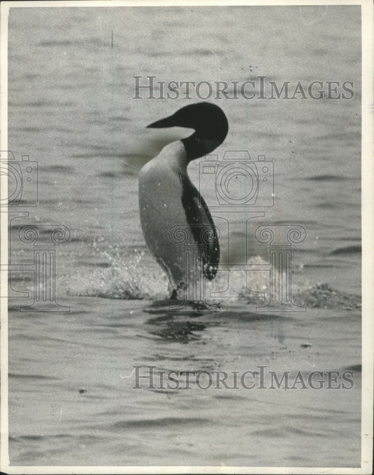 1964 Press Photo Loon Jumps From Water to Deter Human From Its Young - mjb06476 - Historic Images