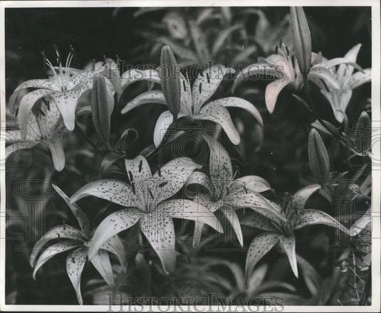 1960 Press Photo reflexed lily type called a Hollywood hybrid - mjb06646 - Historic Images