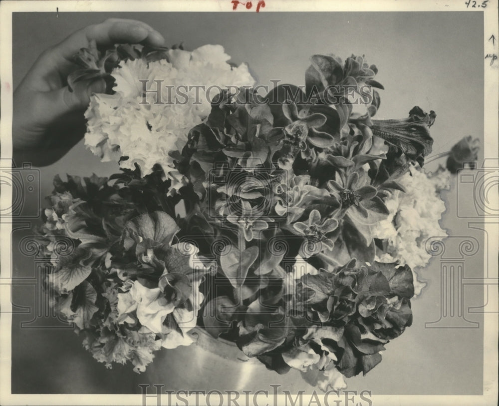 1951 Press Photo Japanese Petunias Grown by Chester Thomas, Chairman - mjb06655 - Historic Images