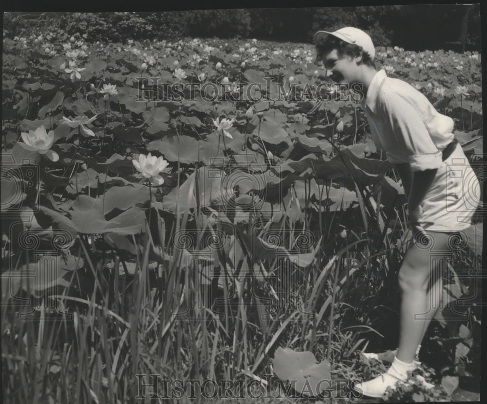 1952 Press Photo Lotus Bed In Full Bloom In Lagoon At Humboldt Park, Milwaukee - Historic Images