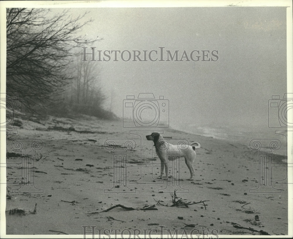 1982 A hound, Haney runs free along Lake Michigan - Historic Images