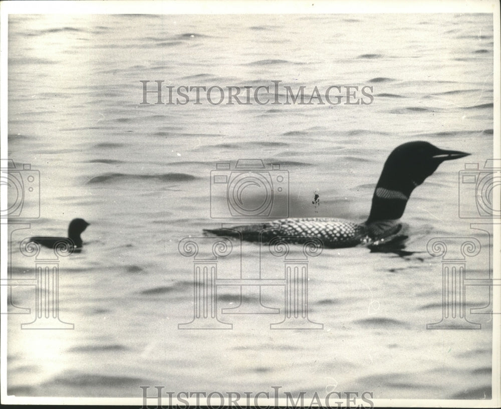 1964 Press Photo A loon and its chick swim in a Canadian lake - mjb07179 - Historic Images