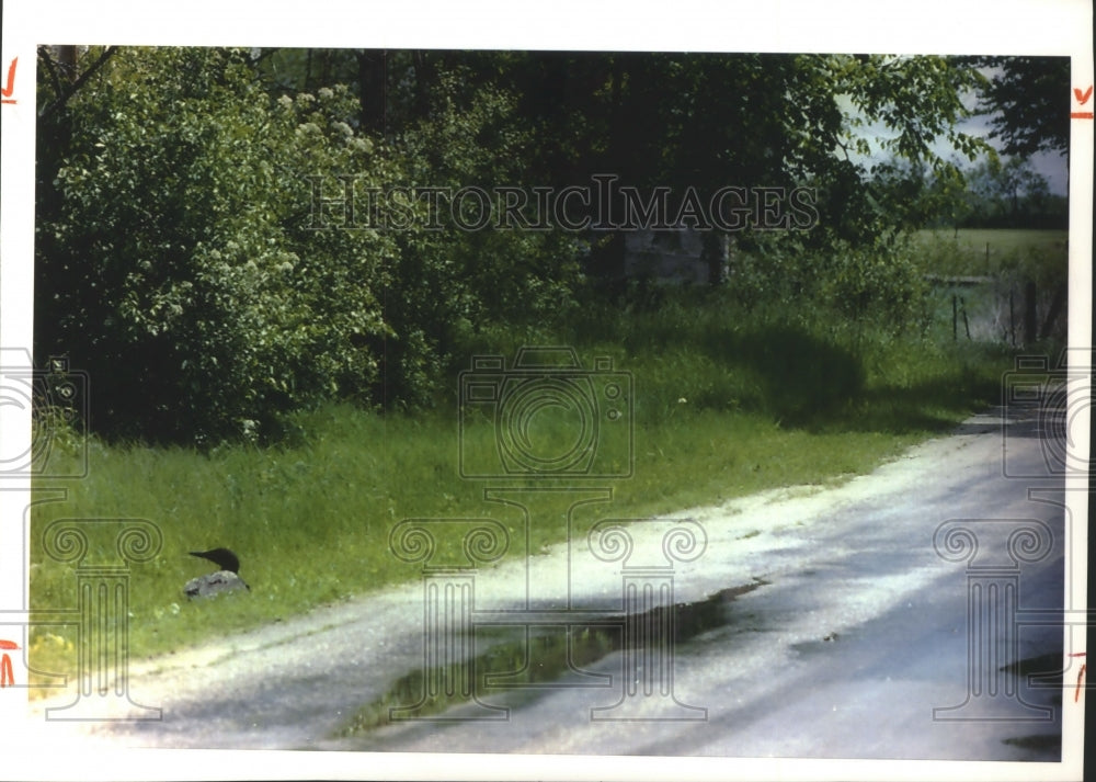 1993 Press Photo A Loon out of water, very uncommon for southern Wisconsin. - Historic Images