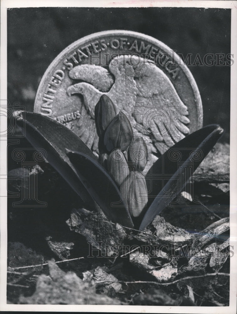 1957 Press The rugged little scilla ready to bloom was dwarfed by a half dollar - Historic Images