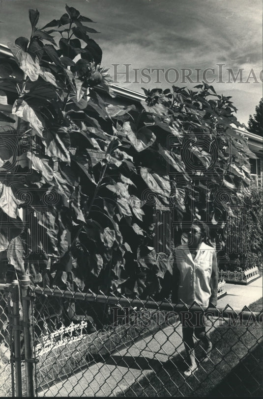 1987 Press Photo June and Donald Voight raise sunflowers in Milwaukee - Historic Images