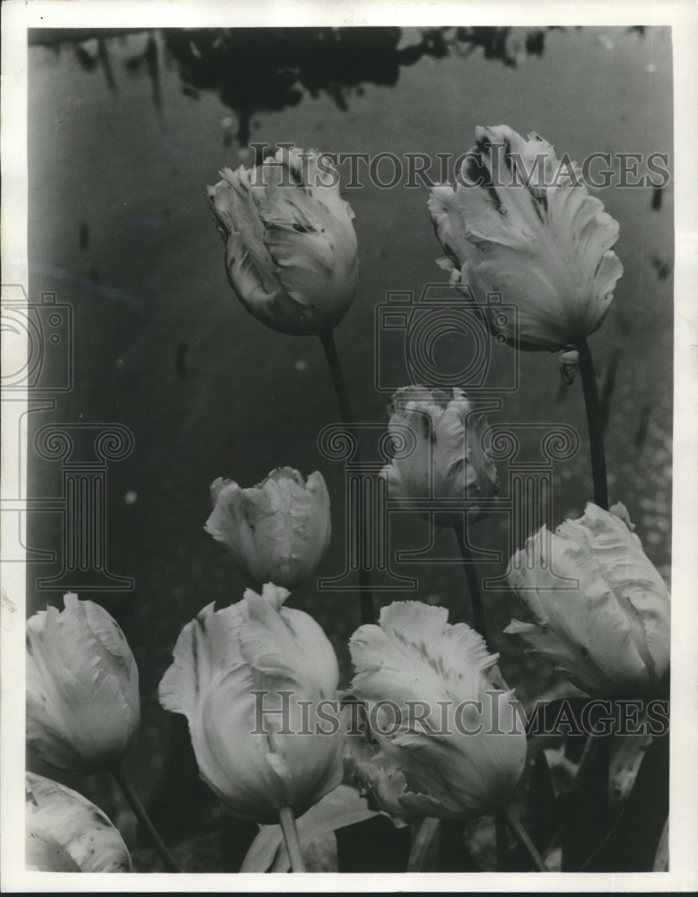 1958 Press Photo Flowers: &quot;Texas Gold&quot; tulips - mjb07587 - Historic Images