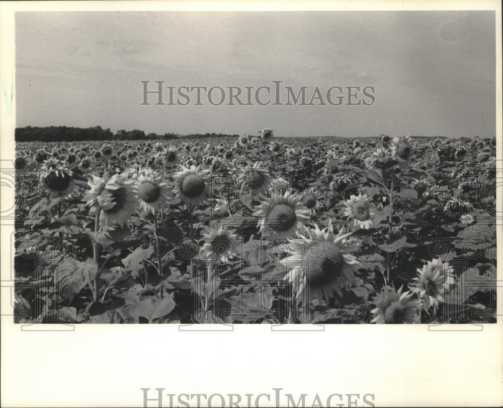 1984 Press Photo Sunflowers found along Highway C in Granton, N. of Pioneer Rd - Historic Images