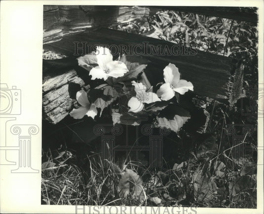 1982 Press Photo White trilliums grew near a wood fence - mjb08329 - Historic Images