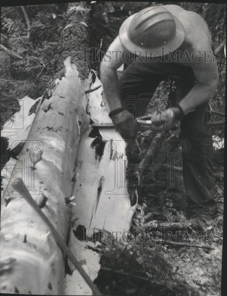 1958 Press Photo A lumberjack uses a peeling spud to peel logs, Wisconsin.-Historic Images