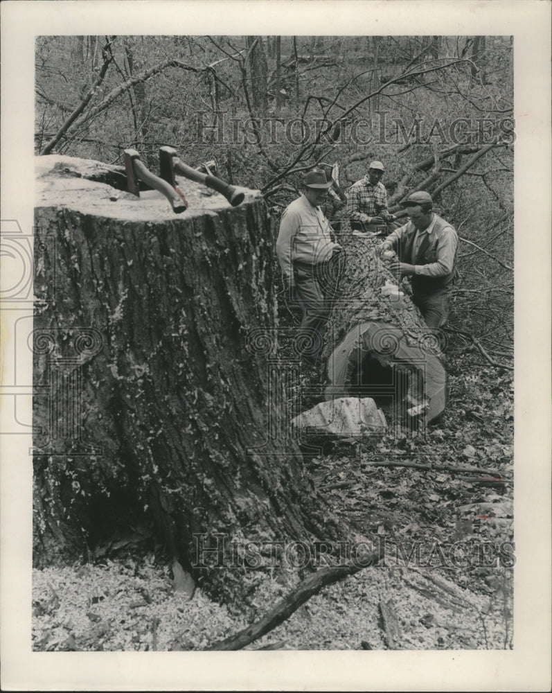 1951 Roland Radloff checks the progress of the logging, Wisconsin.-Historic Images
