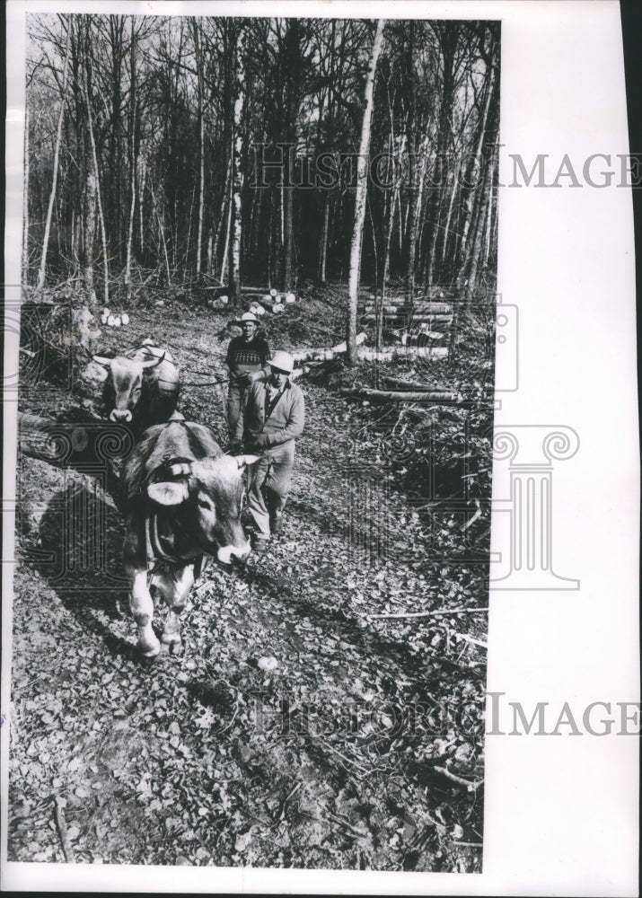 1963 Press Photo Voight and Mel Richards Drive Oxen to Remove Felled Logs, Wis. - Historic Images