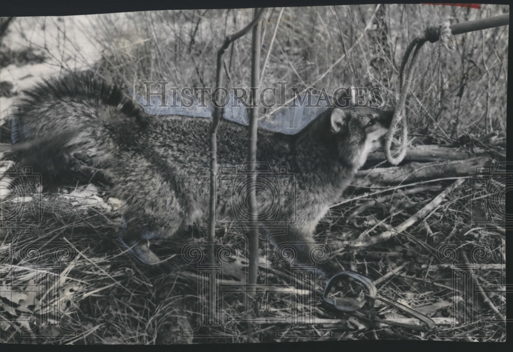 1956 Gray Fox caught at Whitefish Bay, Wisconsin-Historic Images