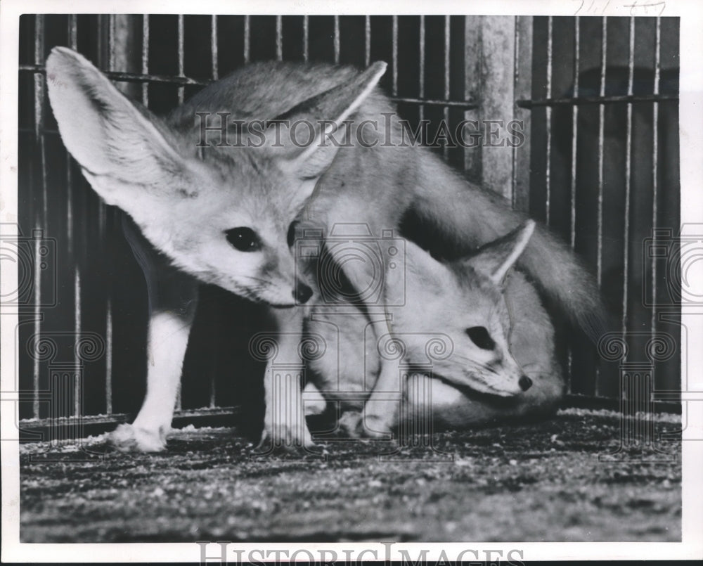 1952 Press Photo This pair of fennec foxes just arrived at the Philadelphia zoo-Historic Images
