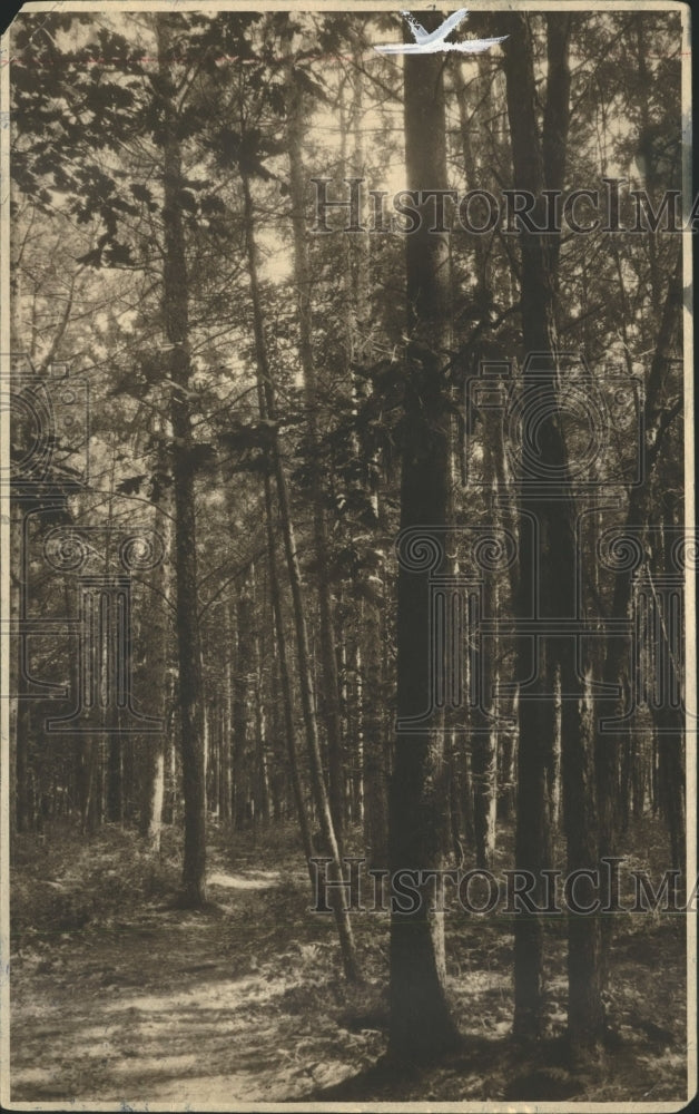 1924 Press Photo The Beaten Path in Wisconsin Forest - mjb11855-Historic Images