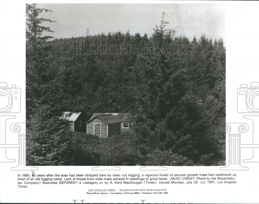 1960 Press Photo A vigorous forest of second-growth trees, Washington State. - Historic Images