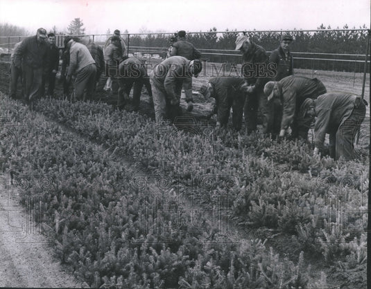 1956 Press Photo Griffith state nursery, seedlings transplanted, Wisconsin.-Historic Images