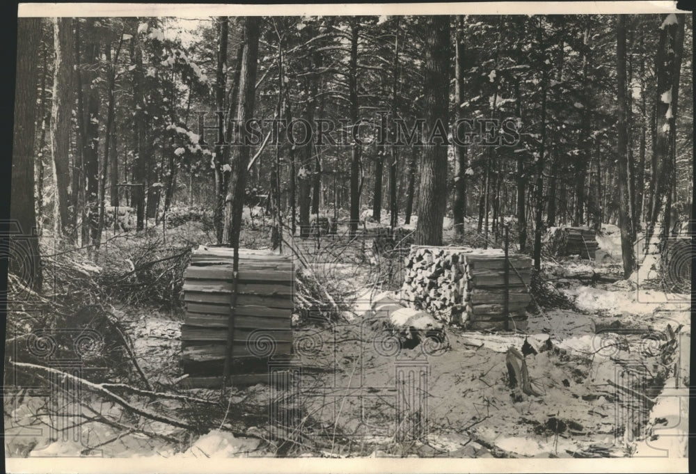 Press Photo Timber stacked in a Wisconsin forest, unharmed - mjb12183 - Historic Images